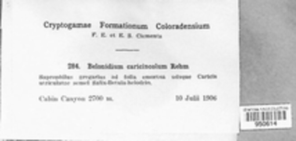 Belonidium caricicola image